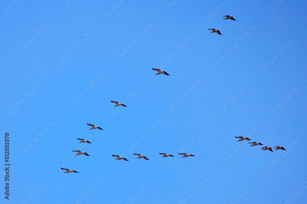 Images with pelicans from the natural environment, Danube Delta Nature Reserve, Romania. Images with pelicans from the natural environment, Danube Delta Nature Reserve, Romania.
