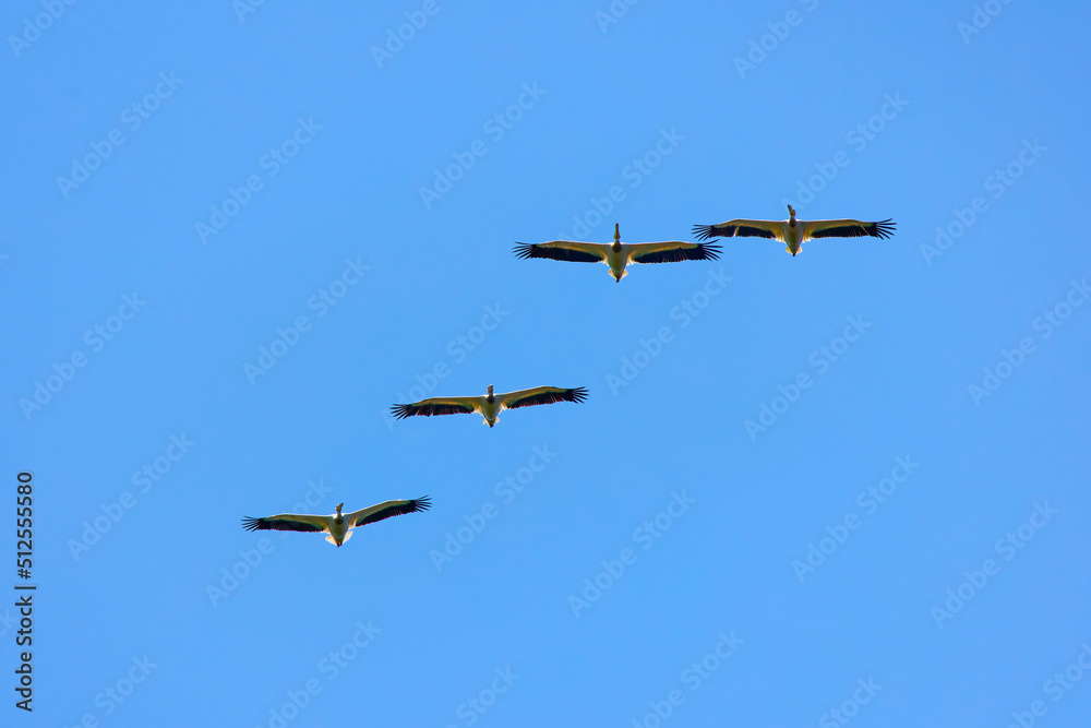 Images with pelicans from the natural environment, Danube Delta Nature Reserve, Romania. Images with pelicans from the natural environment, Danube Delta Nature Reserve, Romania.