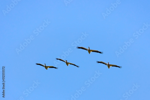 Images with pelicans from the natural environment, Danube Delta Nature Reserve, Romania.