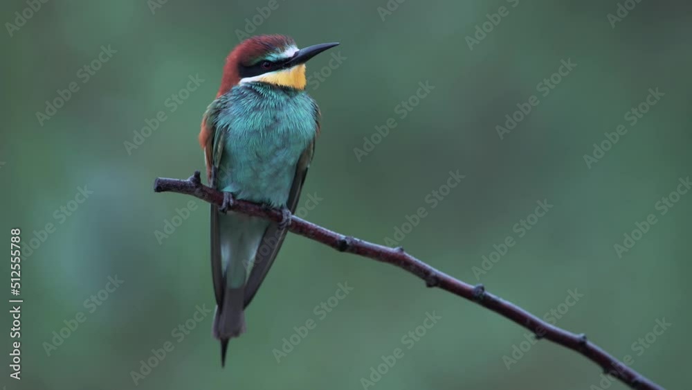 European bee-eater (Merops apiaster) on the perch, looking around. Heavy rains, green background. European bee-eater (Merops apiaster) on the perch, looking around. Heavy rains, green background.