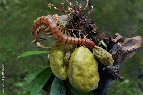 Foto A centipede is looking for prey on the trunk of a fruit bearing tree