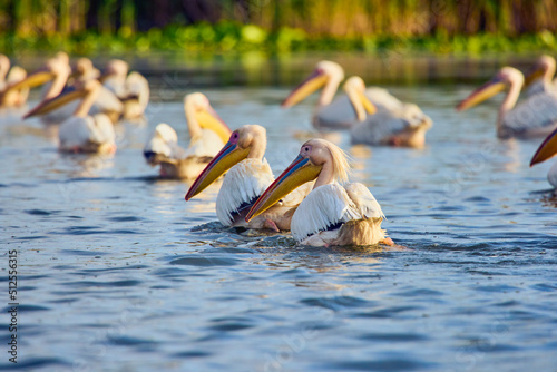 Images with pelicans from the natural environment, Danube Delta Nature Reserve, Romania.