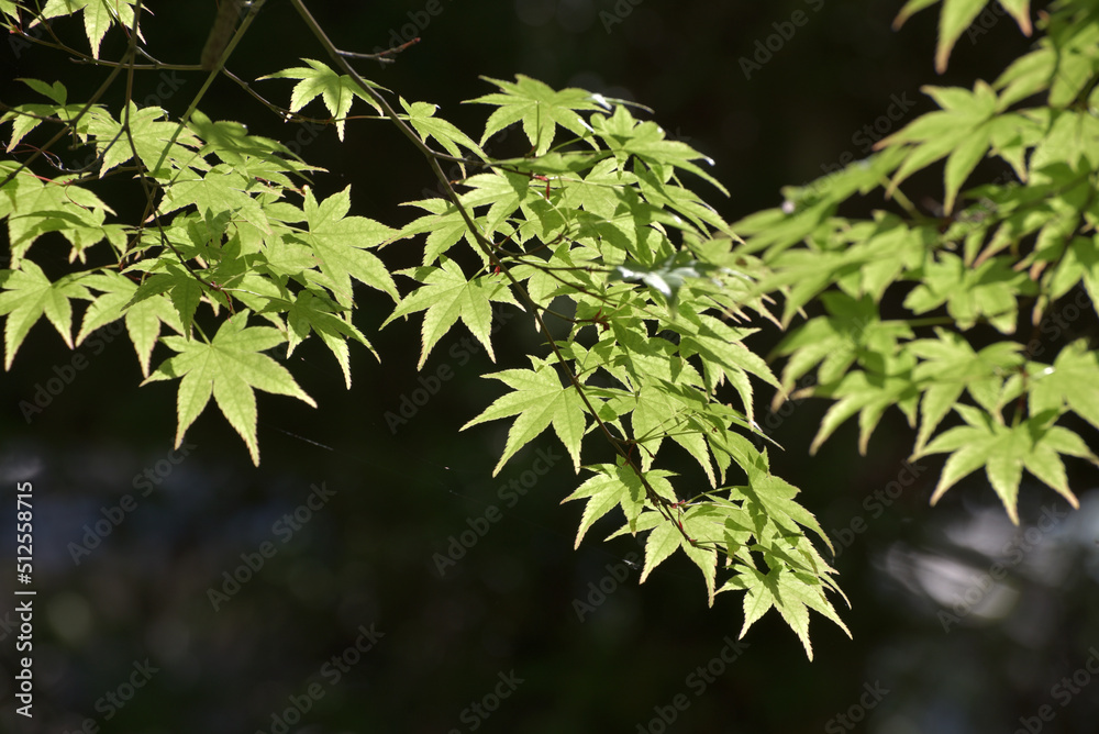 新緑のモミジ　葉模様