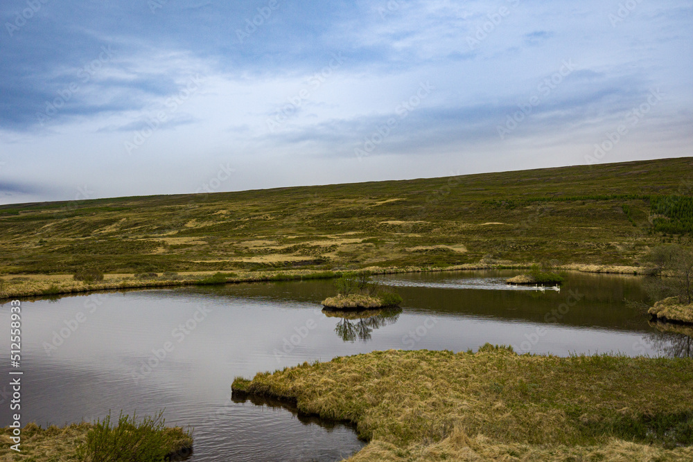 A pond with swans surrounded by meadows in Northern Iceland
