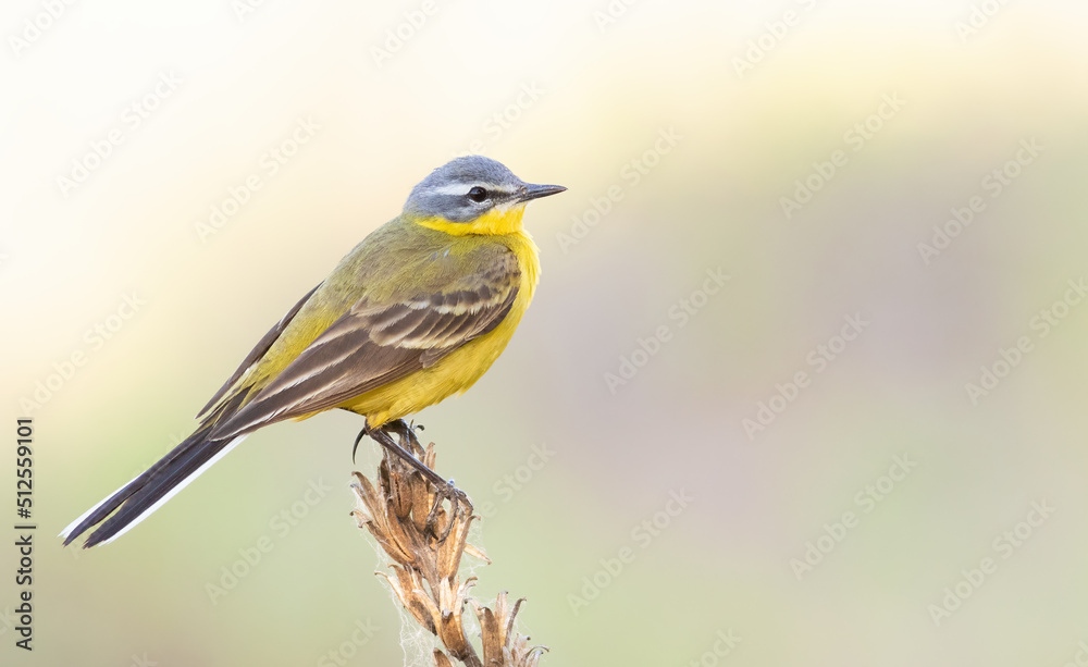 Western yellow wagtail, Motacilla flava. The bird sits on the stem of a dry plant Western yellow wagtail, Motacilla flava. The bird sits on the stem of a dry plant