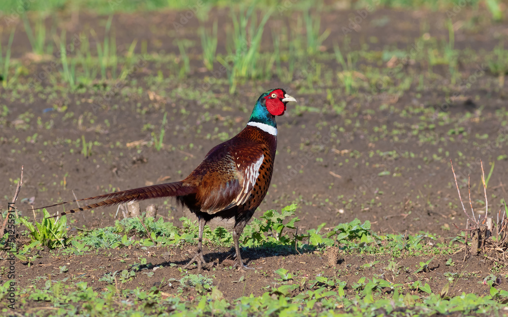 Ring-necked Pheasant, Phasianus colchicus. The male walks cautiously through the vegetable garden Ring-necked Pheasant, Phasianus colchicus. The male walks cautiously through the vegetable garden