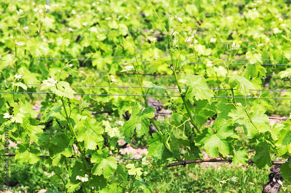 Young grapes in the field.