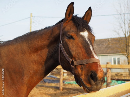 Rural landscape and animals. Close-up portrait of a brown horse. Leningrad region, Russia.