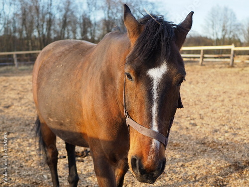 Rural landscape and animals. Close-up portrait of a brown horse. Leningrad region, Russia.