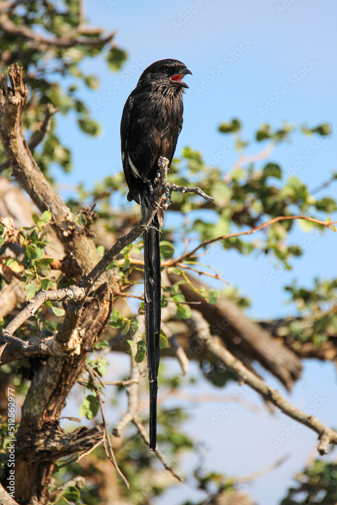 Magpie Shrike, Kruger National Park, South Africa Magpie Shrike, Kruger National Park, South Africa