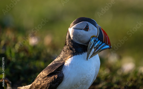 Puffin with catch © Ian