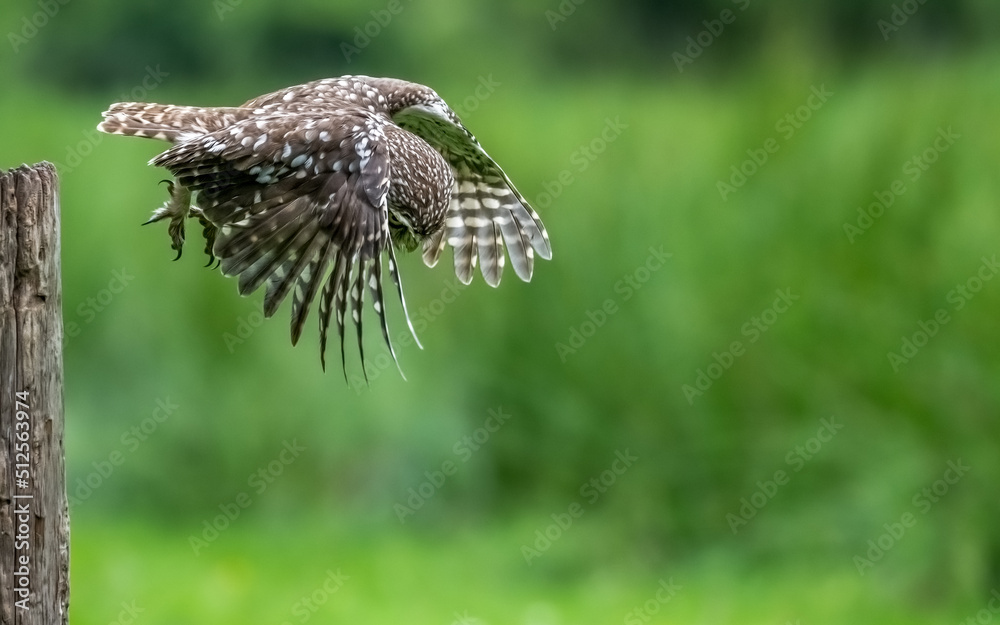 Fototapeta premium Little owl swooping on prey