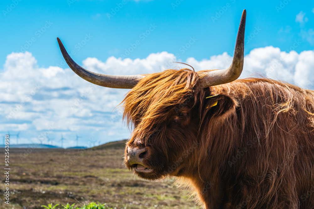 Highland Cattle,Scottish Highlands Highland Cattle,Scottish Highlands