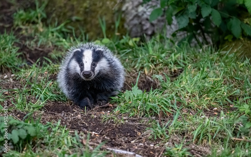 Badger in early evening light