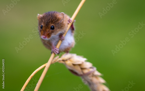 Harvest mouse on a stem of corn