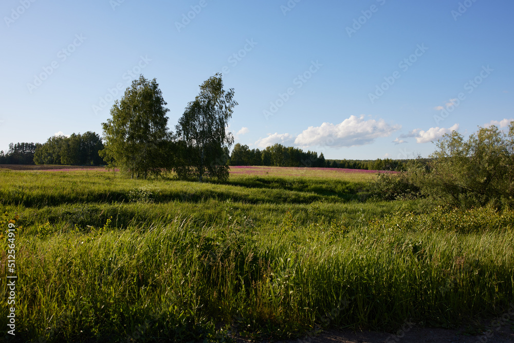 Fototapeta premium landscape with trees and field