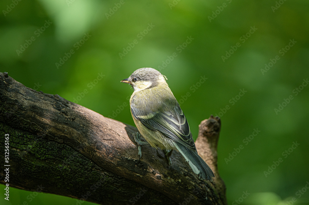 Obraz premium Great tit