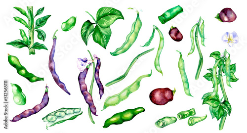 Black beans pod, green haricot watercolor illustration photo
