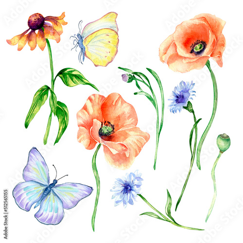 Fototapeta Naklejka Na Ścianę i Meble -  Set of poppy, meadow flowers, butterfly watercolor isolated