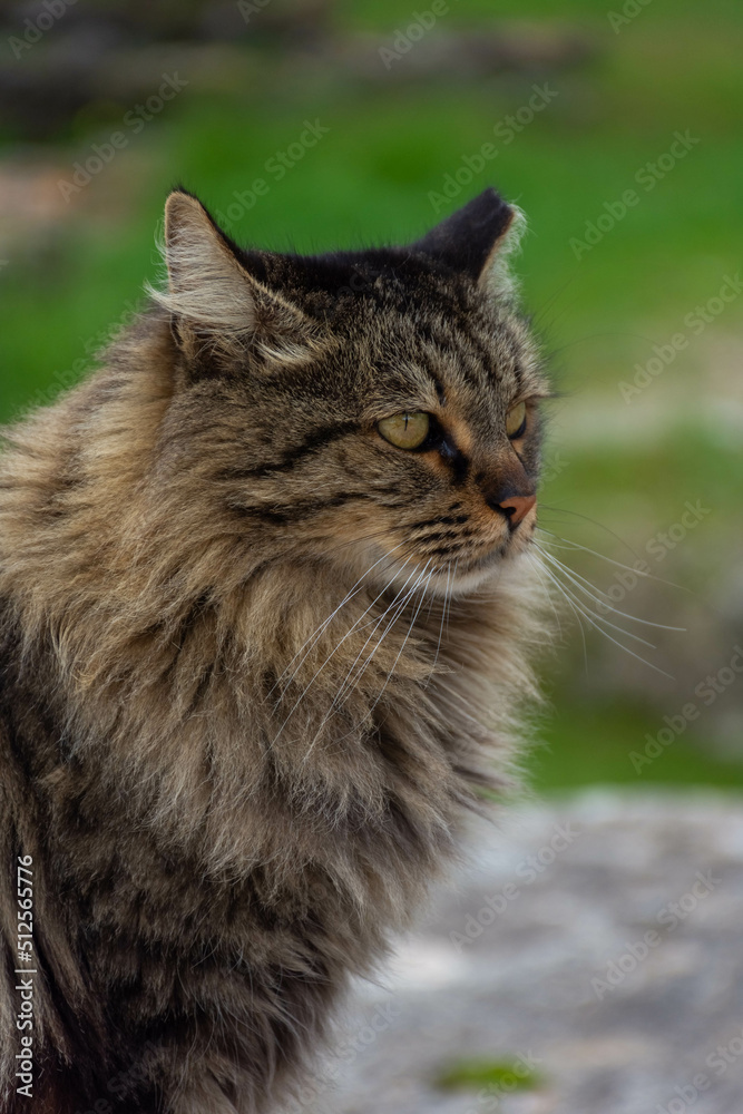 Beautiful wild cat close up in Athens Greece