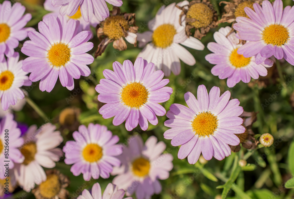 Obraz premium White and pink daisy flowers in the park