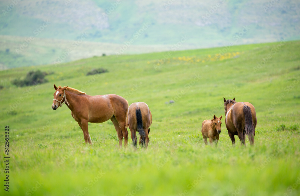 Horse and newborn foal on the background of mountains, a herd of horses graze in a meadow in summer and spring, the concept of cattle breeding, with place for text. Horse and newborn foal on the background of mountains, a herd of horses graze in a meadow in summer and spring, the concept of cattle breeding, with place for text.