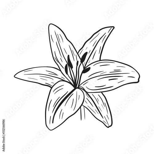 Lilium hand drawn with black lines on a white background.