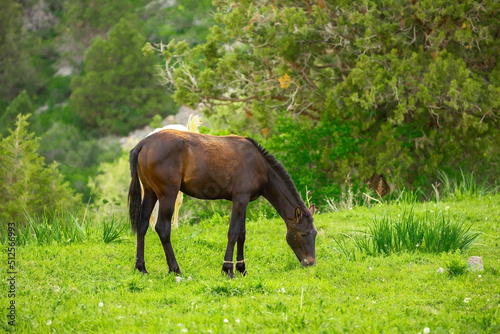 Horse and newborn foal on the background of mountains, a herd of horses graze in a meadow in summer and spring, the concept of cattle breeding, with place for text.