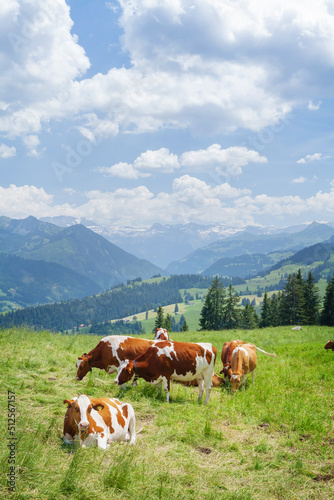 Cows in pasture on alpine meadow