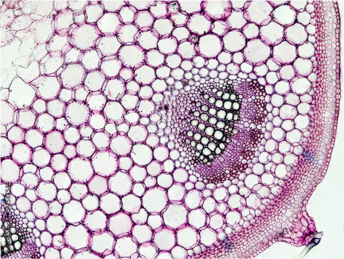 plant stem cross section under the microscope - optical microscope x100 magnification photo