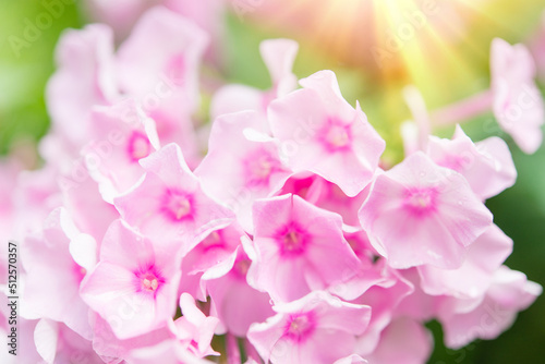 Garden phlox (Phlox paniculata), bright summer flowers. Blooming branches of phlox in the garden on a sunny day. Soft blurred selective focus. Floral background.
