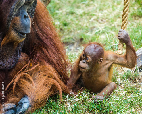 young Bornean orangutan playing