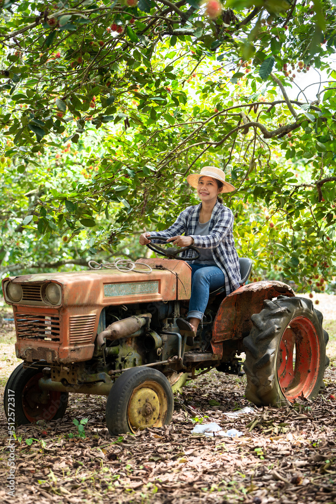 Obraz premium Woman farmer standing on Old Tractor for Harvest Rambutan fruit in Rambutan organic farm, Harvest the Red Rambutan fresh fruits by woman farmer