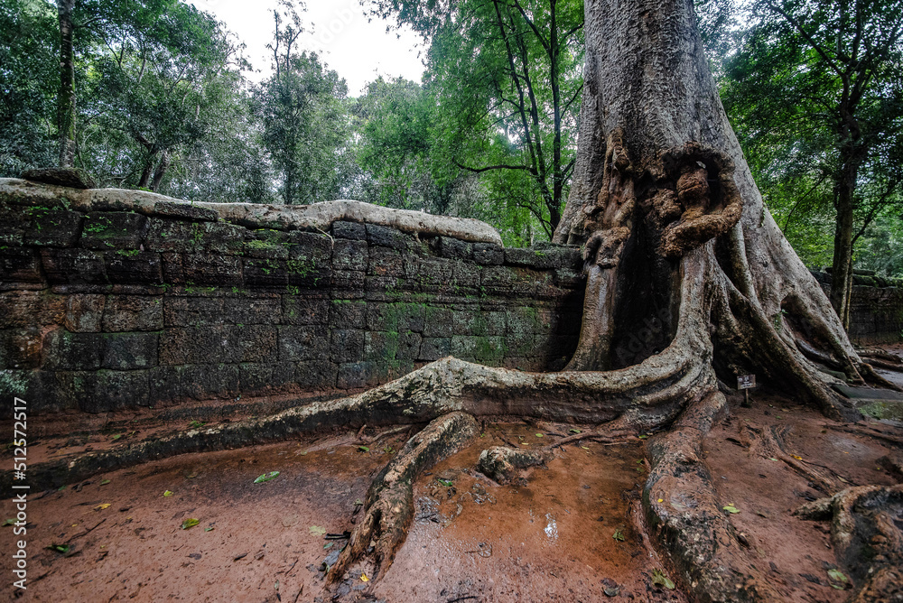 Ta Prohm castle wall An ancient sandstone castle covered with huge tree roots. In Angkor Wat Siem Reap Cambodia