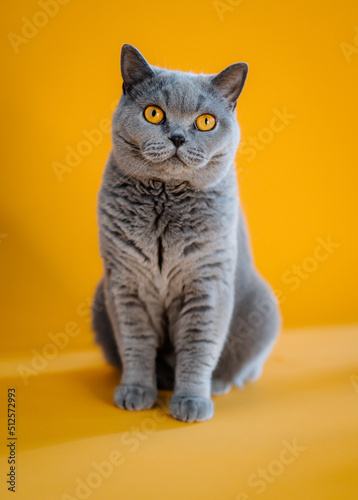 Britische kurzhaar Katze