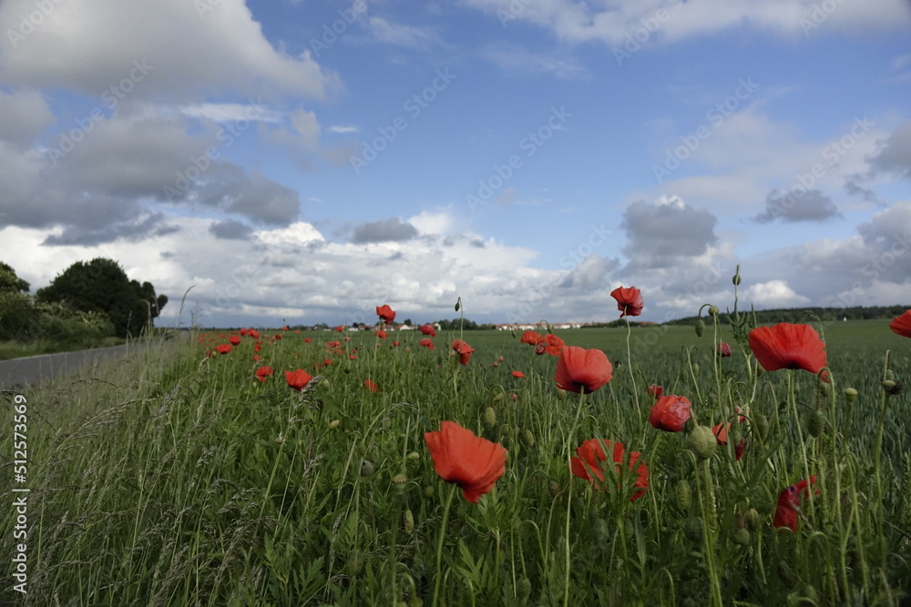 Red Papaver Rhoeas in the Northern German landscape  on a windy day under a blue spring sky (horizontal), Giesen, Lower Saxony, Germany