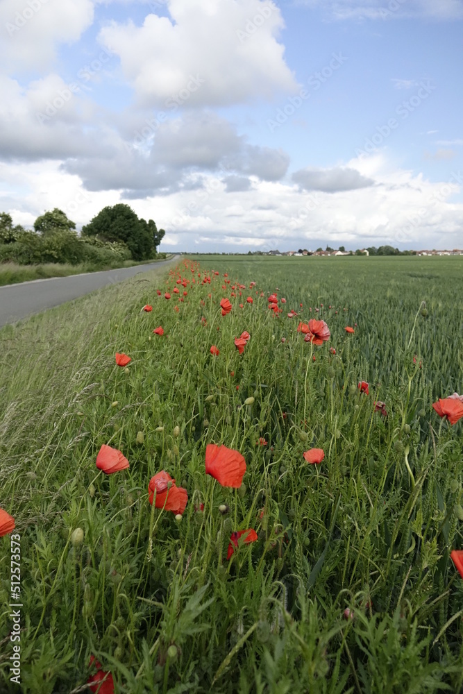 Red Papaver Rhoeas in the Northern German landscape  on a windy day under a blue spring sky (vertical), Giesen, Lower Saxony, Germany