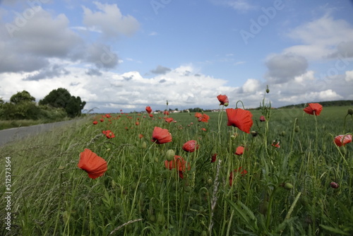 Red Papaver Rhoeas in the Northern German landscape on a windy day under a blue spring sky (horizontal), Giesen, Lower Saxony, Germany