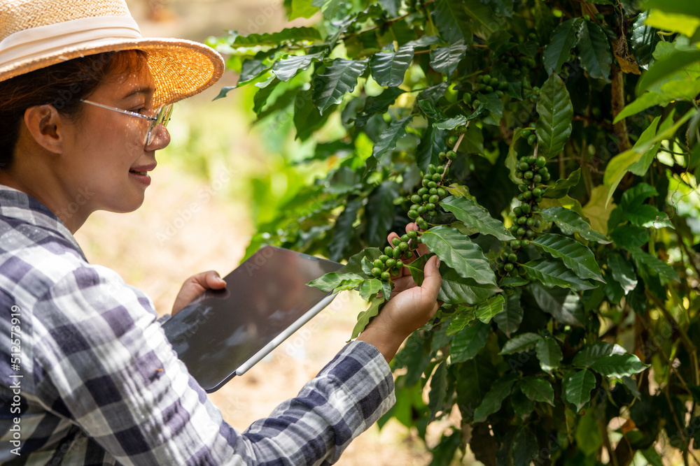 Woman farmer check arabica coffee  beans with tablet farmer berries with agriculturist hands Robusta arabica coffee berries with  Gia Lai, Vietnam