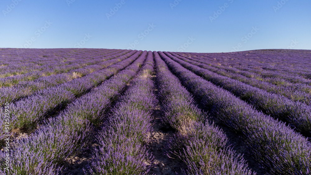Fototapeta premium El color de la LAVANDA