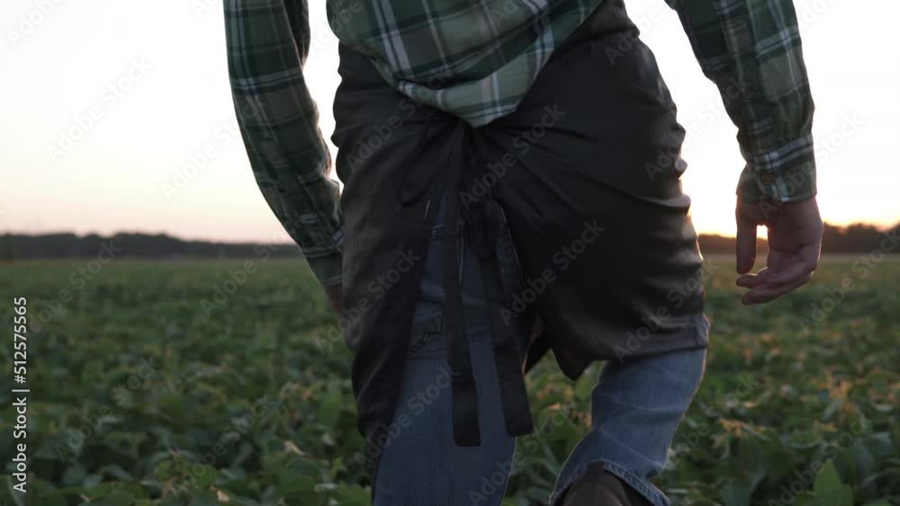 An agronomist walks through a soybean field in the light of the rays of the sun. Agribusiness is popular all over the world. An agronomist walks through a soybean field in the light of the rays of the sun. Agribusiness is popular all over the world.