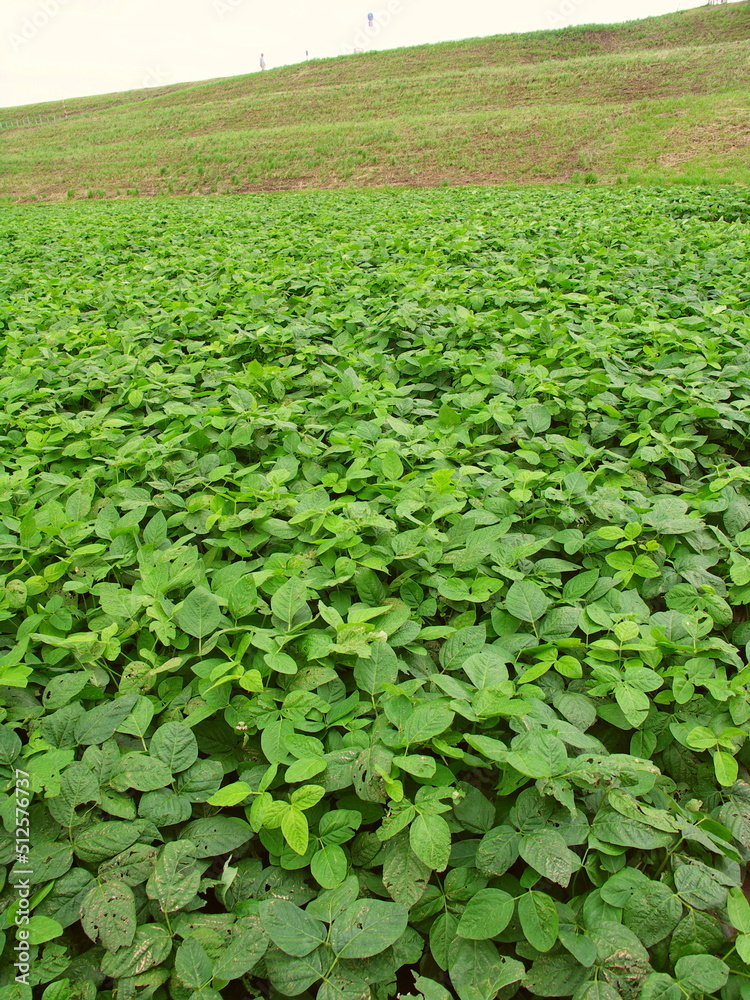 初夏の枝豆畑と除草された江戸川土手風景 初夏の枝豆畑と除草された江戸川土手風景