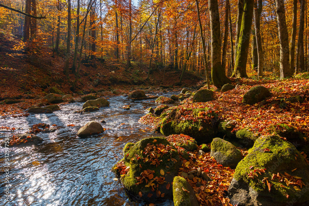 water stream in the forest. beautiful autumn nature scenery with colorful foliage on the trees. mossy stones on the shore. warm sunny weather