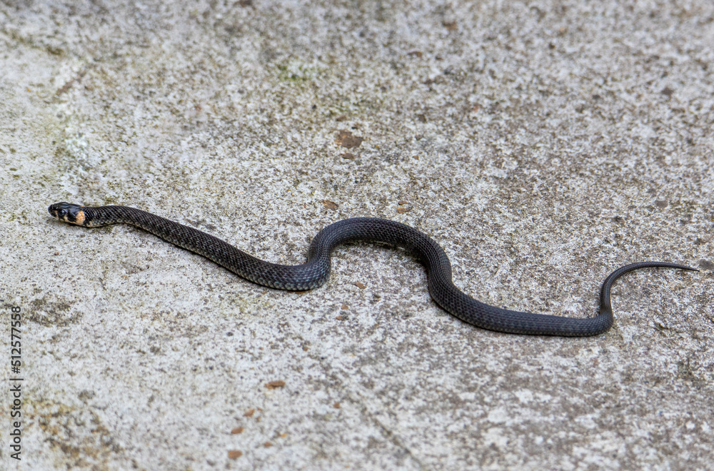 a close-up with a Natrix Natrix snake a close-up with a Natrix Natrix snake