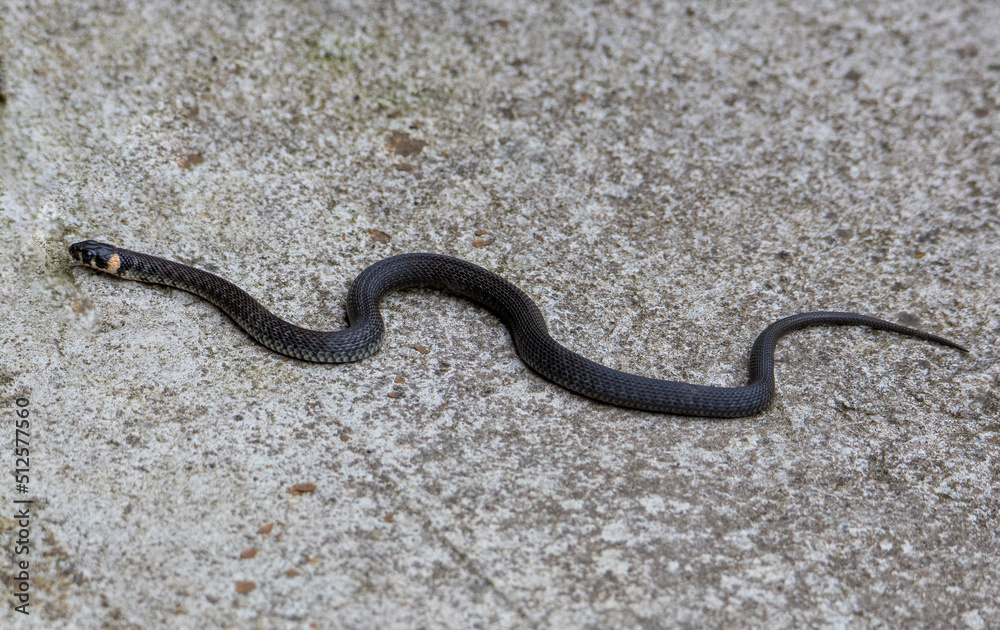 A close-up of a grass snake - Natrix Natrix