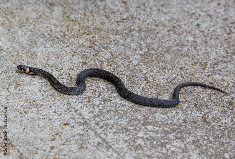 a Natrix natrix snake in close up