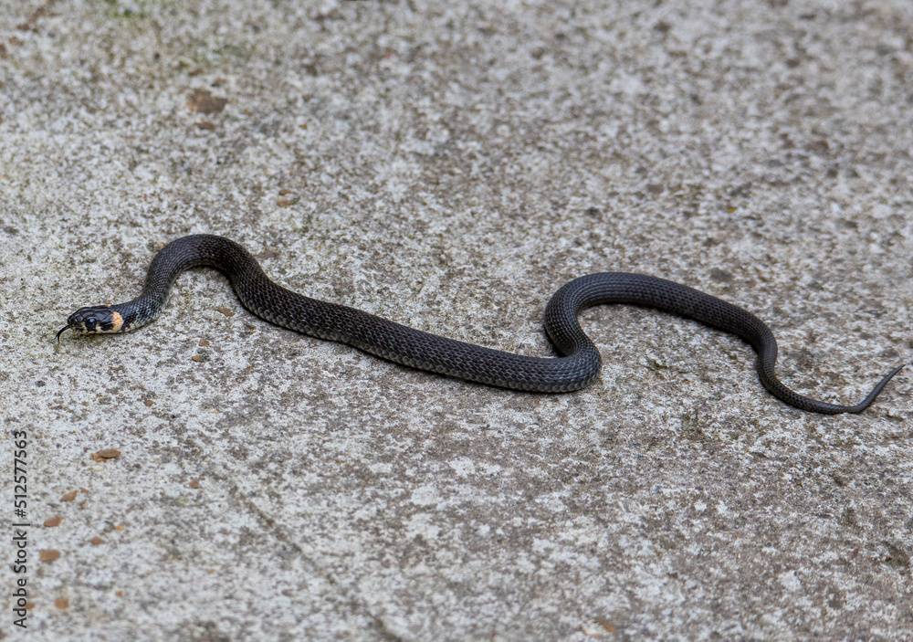 a Natrix natrix snake in close up a Natrix natrix snake in close up