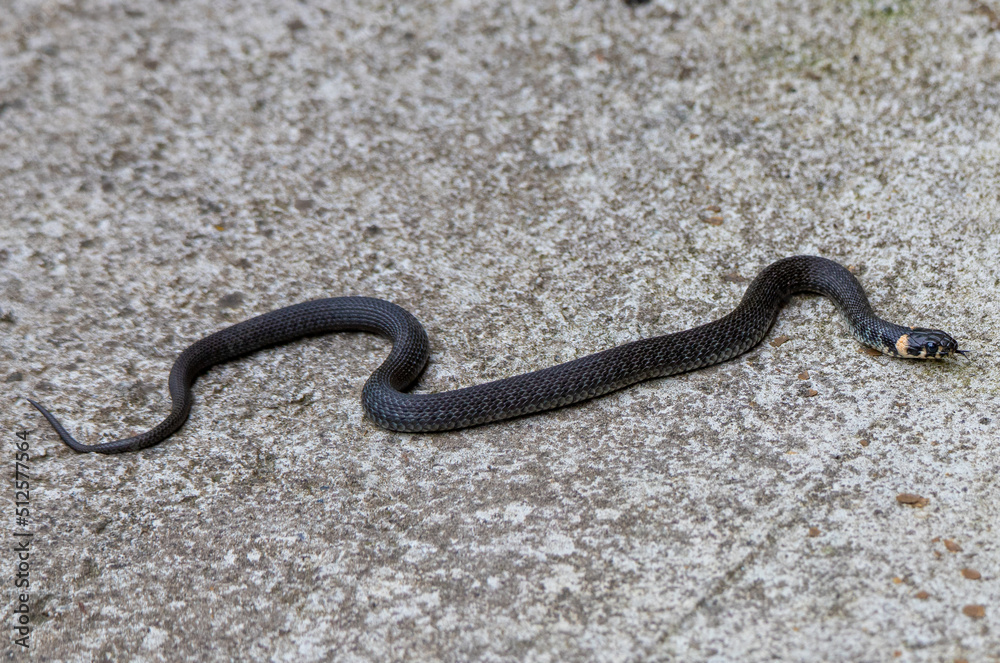 a Natrix natrix snake on the alley concrete