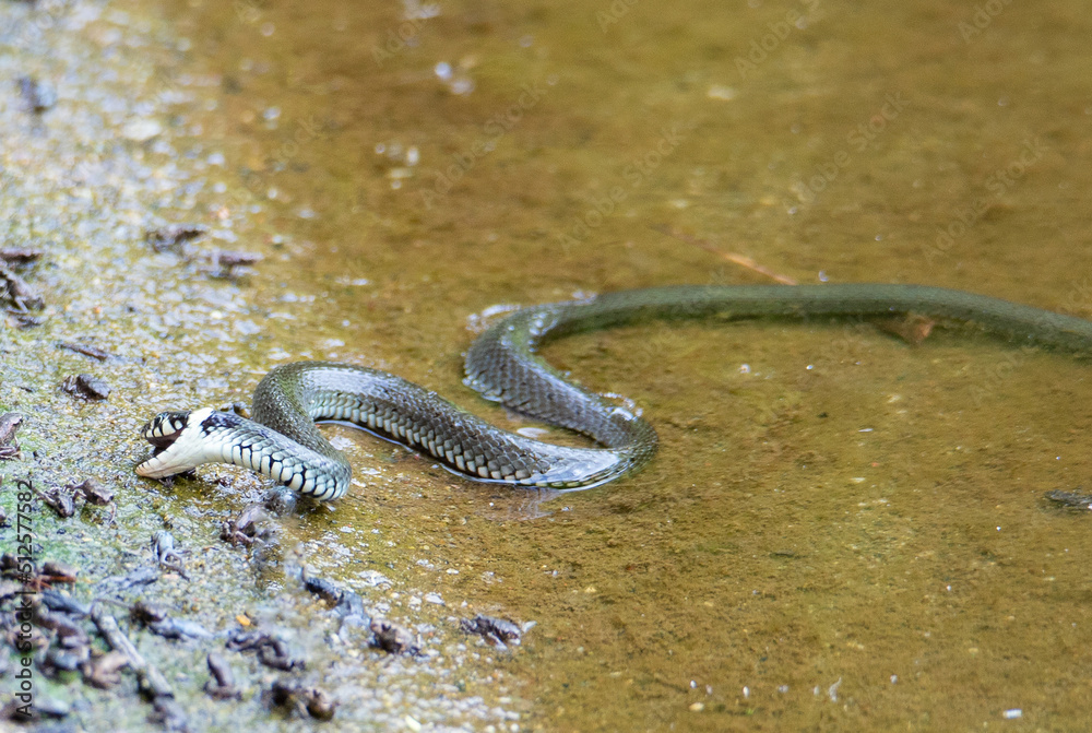 Fototapeta premium a grass snake eating frog puppies
