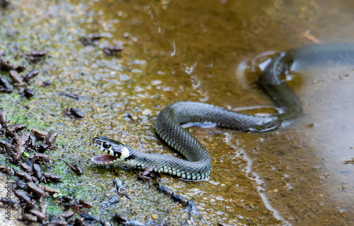 a close-up with a Natrix Natrix snake